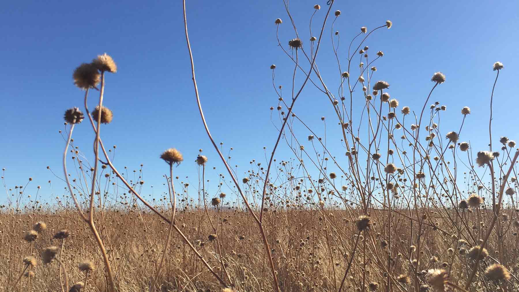 Grasses growing on wide expanses near the Lightning Field New Mexico