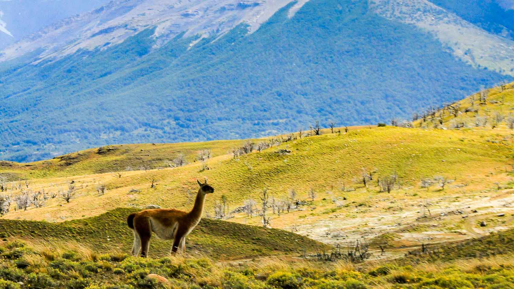 A llama standing on yellow grass covered hills looking towards the grey jagged Torres del Paine mountains in Patagonia Chile, part of the travel that inspired the creation of Asmuss clothing