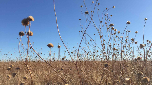 Grasses growing on wide expanses near the Lightning Field New Mexico