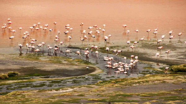 Pink flamingoes in a high altitude lake in Bolivia
