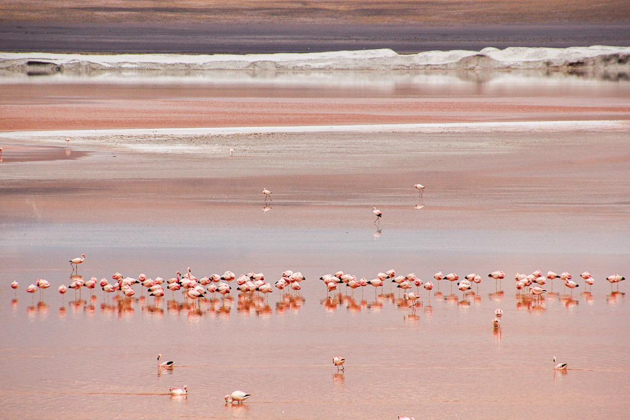 Pink flamingos in a line in the pink Lago Colarado Bolivia