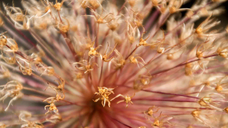Close up of pink and yellow seed head